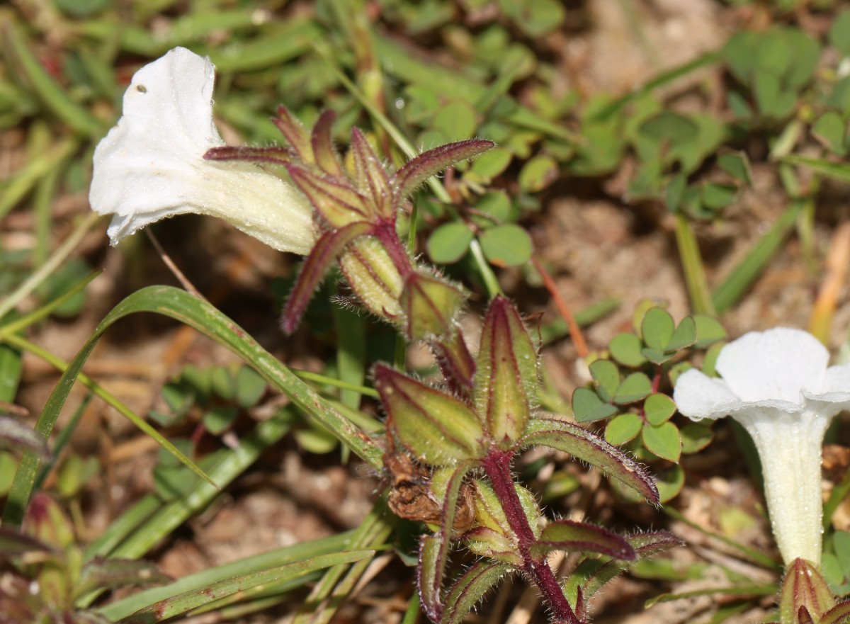 Centranthera indica (L.) Gamble
